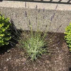 Meet your Posher, Nicky